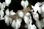 Bracelet Elfique en Micro Macramé avec Labradorite Blanche - Coton & Astrance