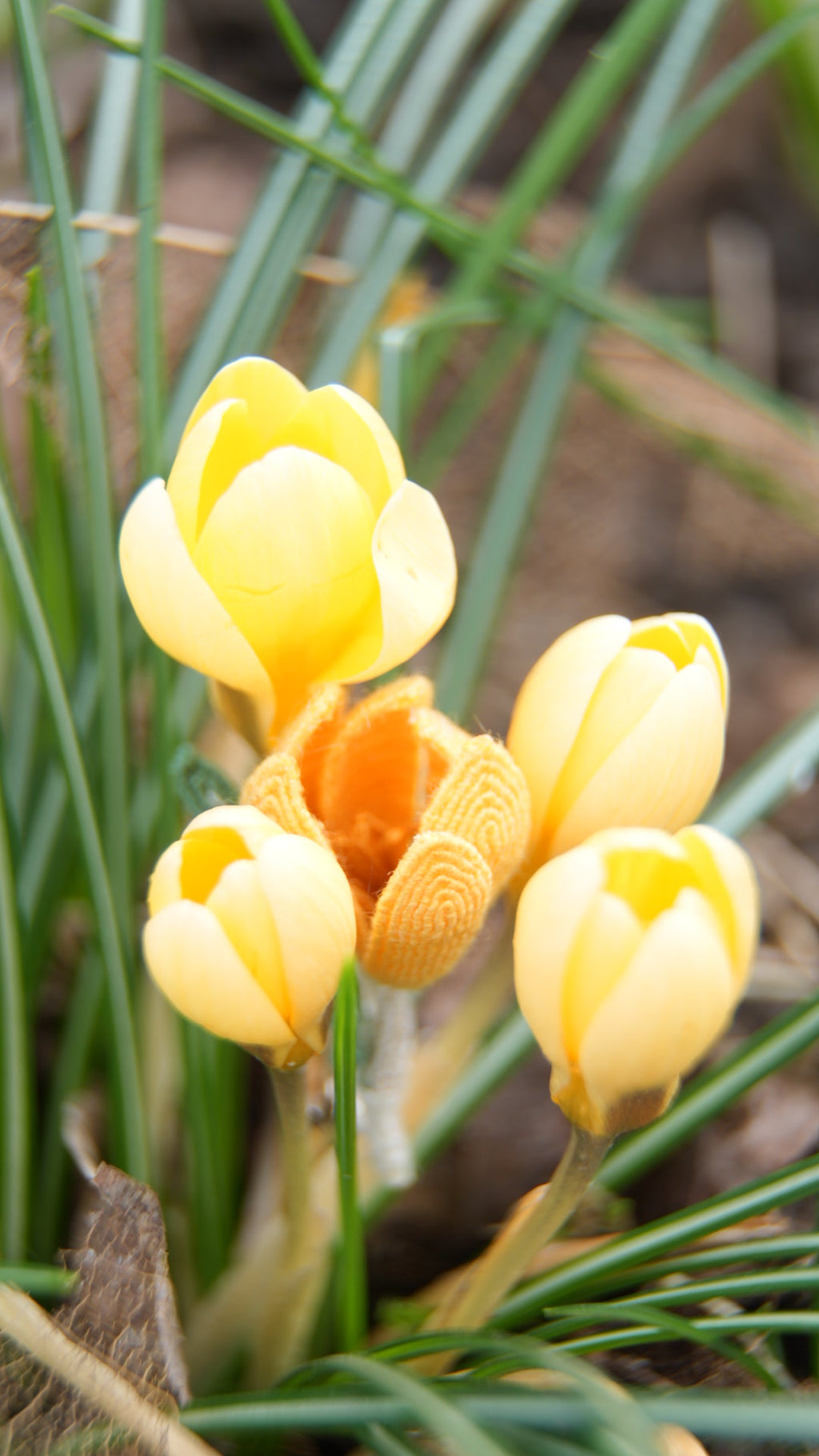 Broche crocus jaune micro macramé, boutonnière de mariage fleur - Coton & Astrance