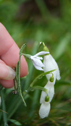 Broche perce-neige en micro macramé - Coton & Astrance